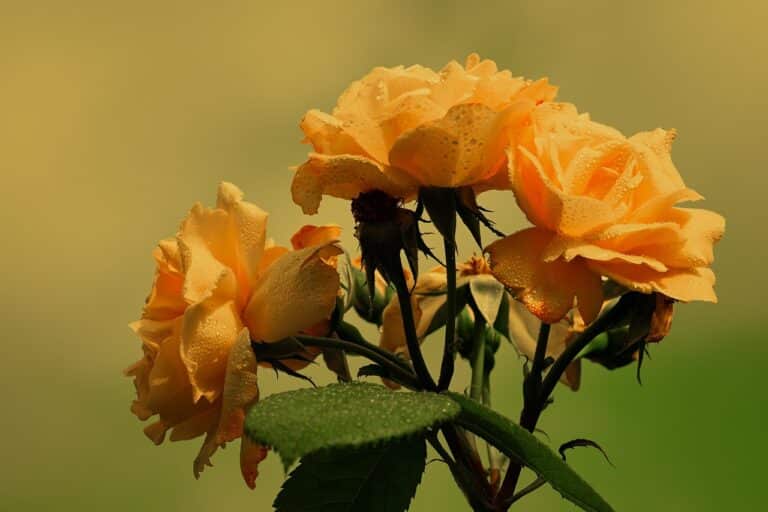 Rosentage Palmengarten